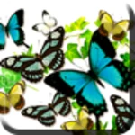 butterflies in summer android application logo